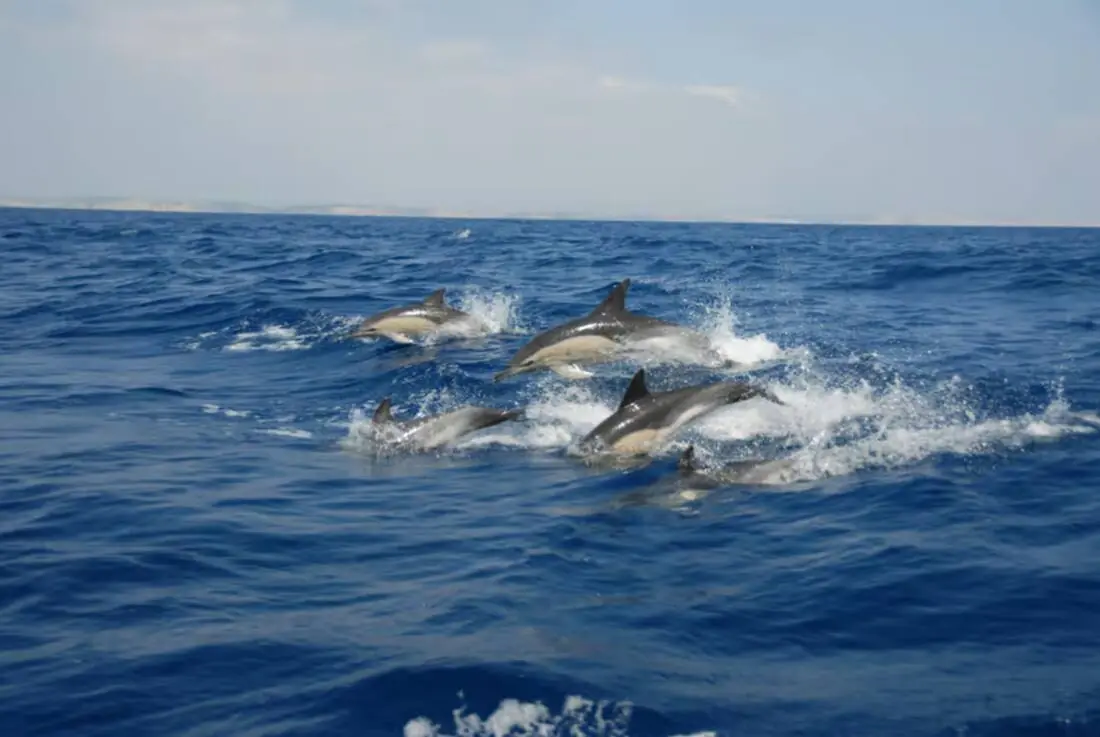 Whale and dolphin tours